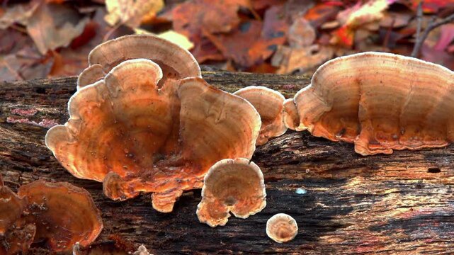 Wood-decaying fungi Stereum hirsutum (hairy curtain crust) or Stereum subtomentosum (velvety curtain crust)
