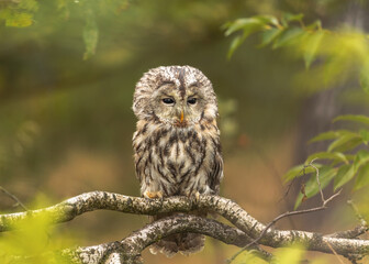 Puszczyk © arek0michalak