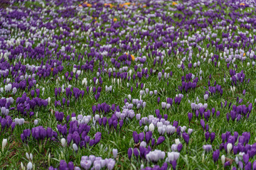Obraz premium Frühling in Dänemark