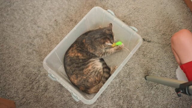 Calico cat curled in plastic bin near barefoot young son in red shorts holding small green toy, cozy carpeted living room, domestic playful bond, warm natural light, candid family moment of cat