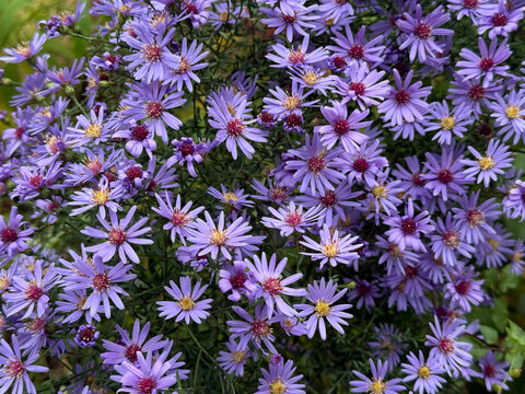 Purple aster flowers Symphyotrichum novi-belgii New York aster
