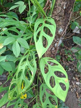 a type of plant originating from Indonesia, namely Janda Bolongtomato plants in a garden