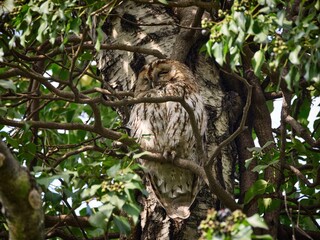 Sowa - puszczyk zwyczajny (Strix aluco), Tawny Owl © filozofgrecki