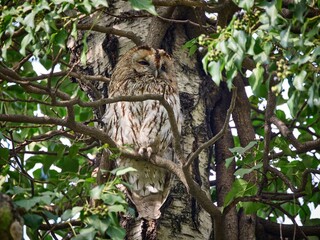 Sowa - puszczyk zwyczajny (Strix aluco), Tawny Owl © filozofgrecki