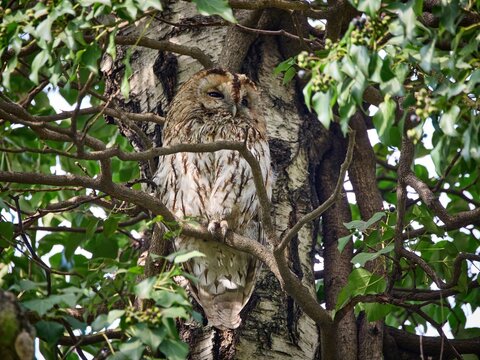 Sowa - puszczyk zwyczajny (Strix aluco), Tawny Owl