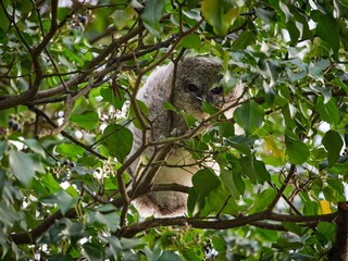 Podlot sowy - puszczyk zwyczajny (Strix aluco), Tawny Owl © filozofgrecki