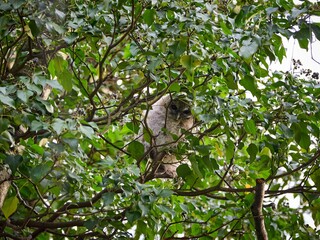 Podlot sowy - puszczyk zwyczajny (Strix aluco), Tawny Owl © filozofgrecki