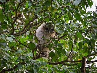 Podlot sowy - puszczyk zwyczajny (Strix aluco), Tawny Owl © filozofgrecki