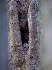 Sowa - puszczyk zwyczajny (Strix aluco), Tawny Owl © filozofgrecki