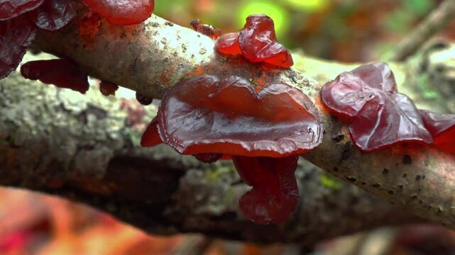 Woody fungus known as exidia recisa (Exidia recisa), also called amber jelly, growing on the trunk of a dead tree in a forest in the suburbs of Princeton, New Jersey, USA
