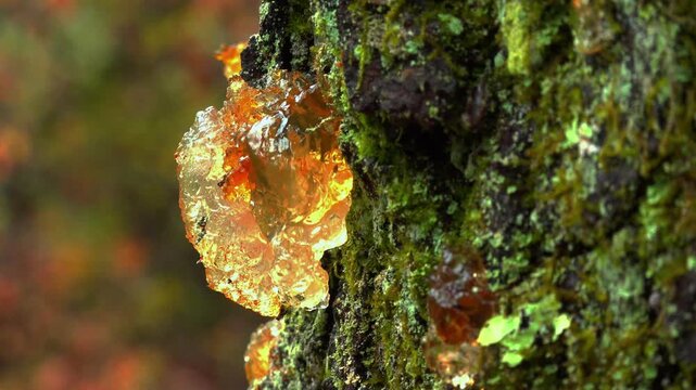 Gummification on a tree that exuded resin or gum for protection against damage