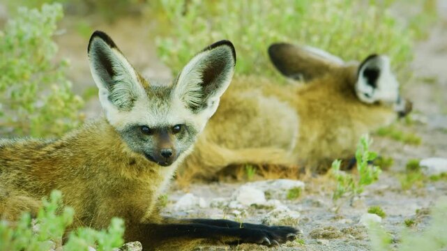 Close up of a pair or couple of bat-eared fox (Otocyon megalotis) in Central Kalahari Game Reserve of Botswana of southern Africa.