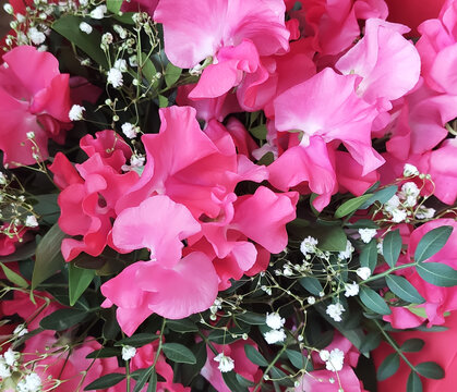 Macro shot of fresh flowers highlighting rich colors and delicate structure. Sweet Pea  or Lathyrus odoratus flower.