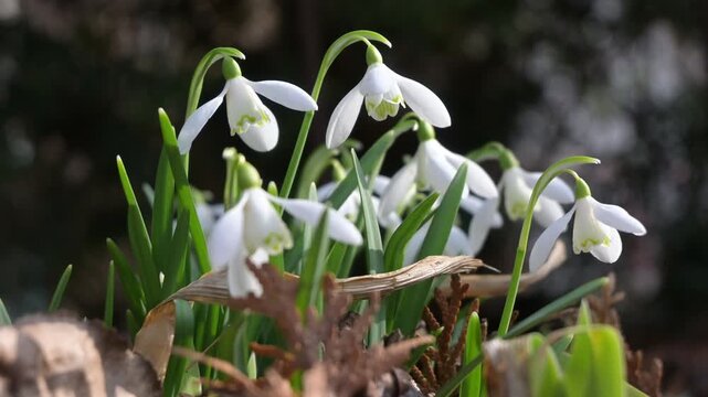 Galanthus nivalis flowers moving in wind, shallow depth of field, spring nature