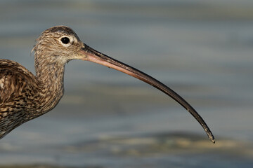Closeup of curved bill of  Eurasian curlew at Busaiteen coast, Bahrain © Dr Ajay Kumar Singh