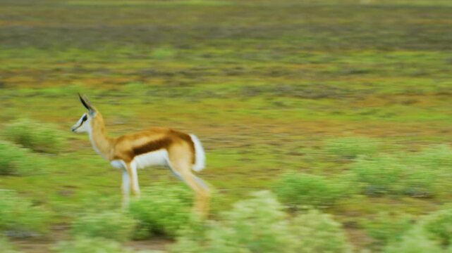 Young Springbok Testing his Leaping Ability.