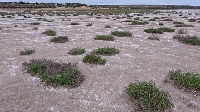 European glasswort (Salicornia europaea) grows on the hypersaline muddy