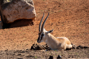 antelope in the desert © Gal Harrary