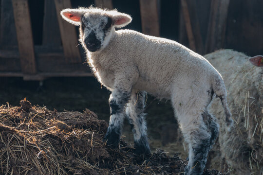 Schafe und L&auml;mmer im Fr&uuml;hling