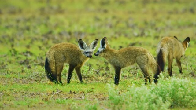 Two bat-eared fox (Otocyon megalotis)&Acirc;&nbsp;fighting with each other in Central Kalahari Game Reserve of Botswana of southern Africa.