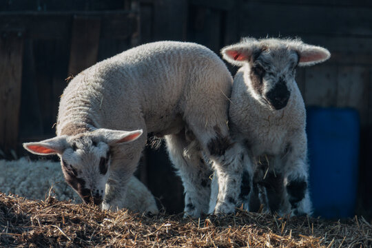 Schafe und L&auml;mmer im Fr&uuml;hling