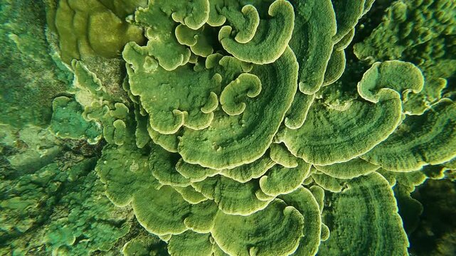 Underwater zoom in on lettuce coral in Nha Trang, Vietnam. Detailed view of coral texture and structure on tropical reef in clear water. Natural marine wildlife scene.