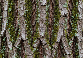 Obraz premium Mossy tree bark texture with green lichen natural rough organic surface