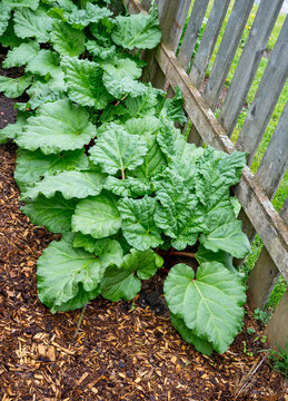 Fhubarb plants growing in a mulched bed in the home garden.