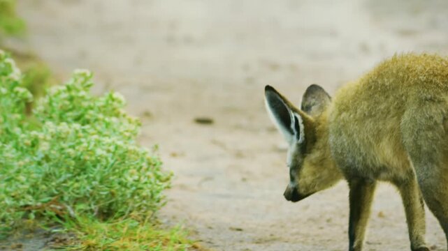 The bat-eared fox (Otocyon megalotis) is a species of fox found on the African savanna. It is the only extant species of the genus Otocyon, wildlife. 