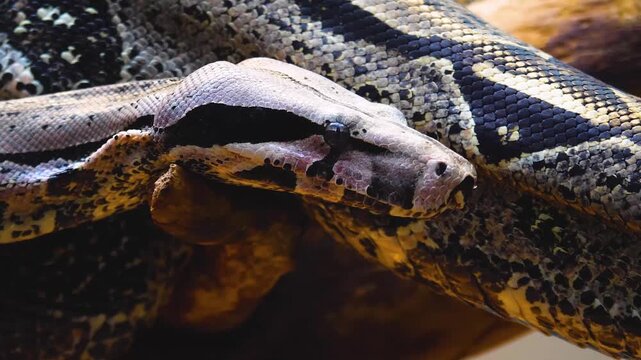 Very close up of python or boa constrictor snake head  slowly crawling around on a cloudy day with the tongue coming out. 
