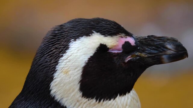Close up head of a jackass or Humboldt penguin head in south Africa standing and watching around.