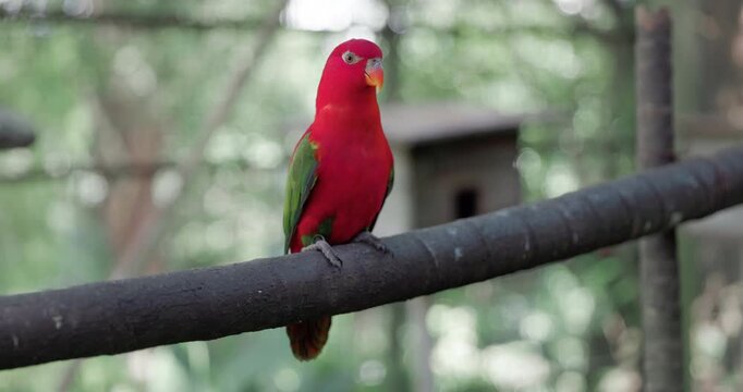 Chattering Lory parrot on branch