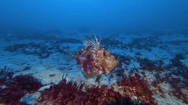 Deep undersea - John Dory fish closeup