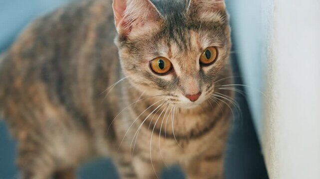 Inquisitive feline stare. Small cat examines cozy surroundings. Playful kitten investigates its quiet indoor space. Adventurous little tabby with warm fur surveys peaceful home environment attentively