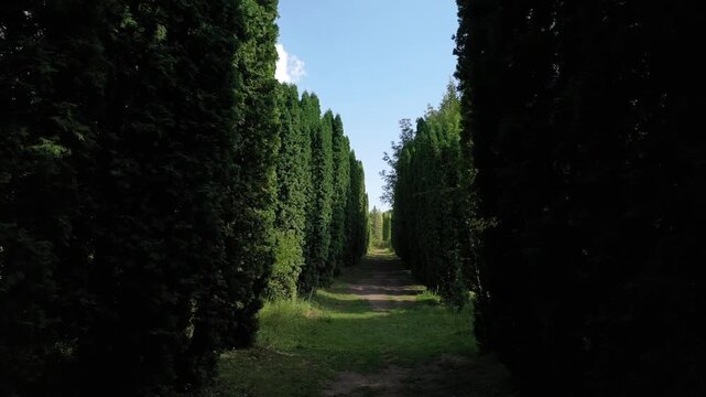 A slow, steady forward movement along a narrow dirt path flanked by two perfectly symmetrical rows of incredibly tall, slender green cypress trees on a bright sunny day.


