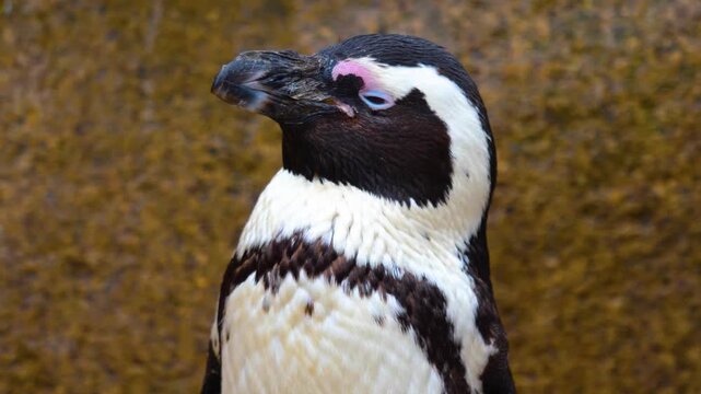 Close up head of a jackass or Humboldt penguin head in south Africa standing and watching around.