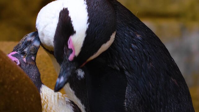 closeup of two jackass or Humboldt south African penguins Spheniscus demersus grooming each others feather.