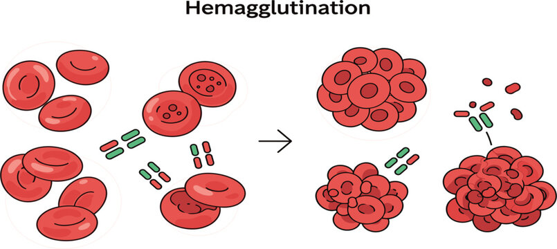 Hemagglutination Process Illustration with Red Blood Cells Clumping, Antigen Antibody Reaction, Immunology Concept and Medical Laboratory Test Diagram