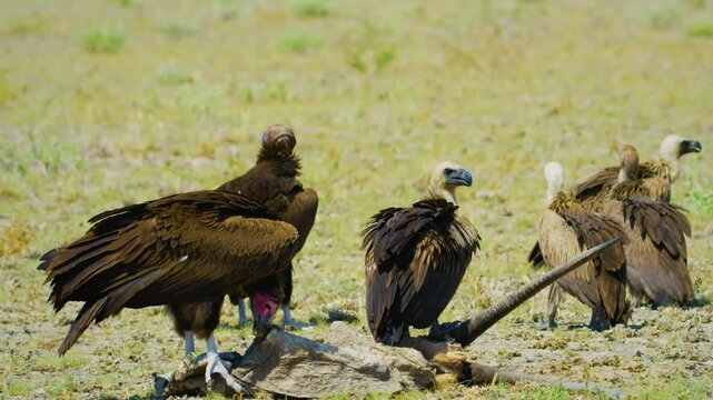 A flock of The lappet-faced vulture or Nubian vulture (Torgos tracheliotos ) is an Old World vulture belonging to the bird order Accipitriformes.