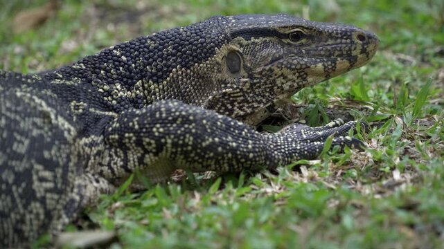The monitor lizard was lying on the grass in the 
park and woke up.
