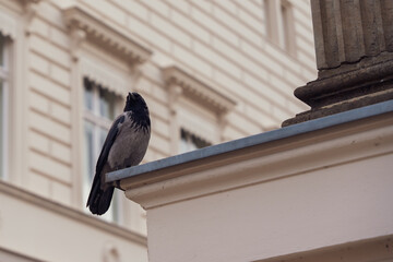 Naklejka premium Jackdaw perches on a building ledge, feathers dark and glossy. It stares ahead, alert and still, against a classic European facade. Urban wildlife blends quietly into historic architecture