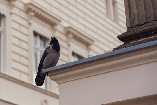 Jackdaw perches on a building ledge, feathers dark and glossy. It stares ahead, alert and still, against a classic European facade. Urban wildlife blends quietly into historic architecture