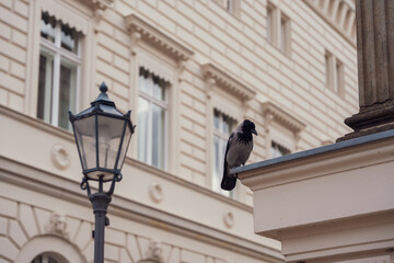 Pigeon perches calmly on a classical building's cornice. Behind it stands an ornate streetlamp. The beige facade features detailed molding and windows. This urban scene evokes quiet city life © Jakob