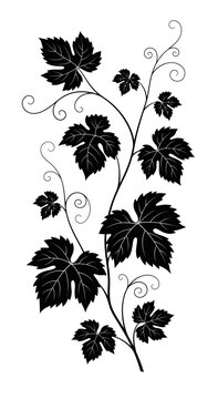 Black and White Grapevine Illustration with Leaves and Tendrils
