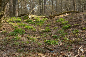 Obraz premium Close-up of fresh green sprouts emerging from dry forest floor among fallen autumn leaves.