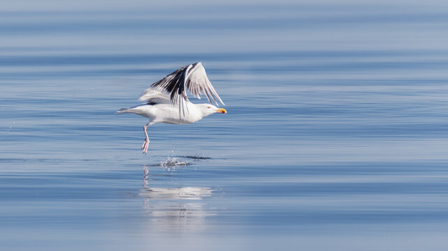 Seagull take off with reflection on calm blue water on a sunny day