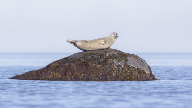 Harbor Seal laying on a rock surrounded by sea water