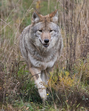 Front view close-up of wild Coyote walking in grass field in autumn