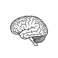 Fototapeta premium Black and White Line Art Illustration of Human Brain Anatomy