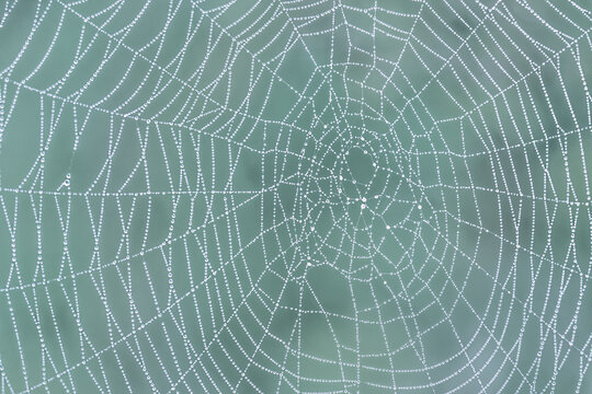 Spider web with dew drops close-up against blurred natural green background